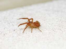 Image of Deadly Ground Crab Spider