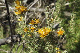 Image of Chuquiraga erinacea D. Don