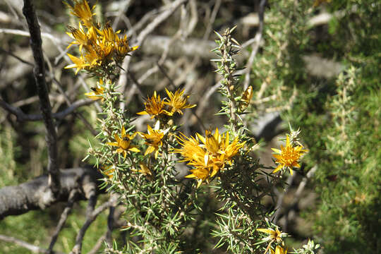 Image of Chuquiraga erinacea D. Don