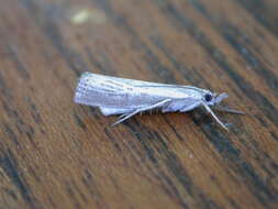 صورة Agriphila straminella