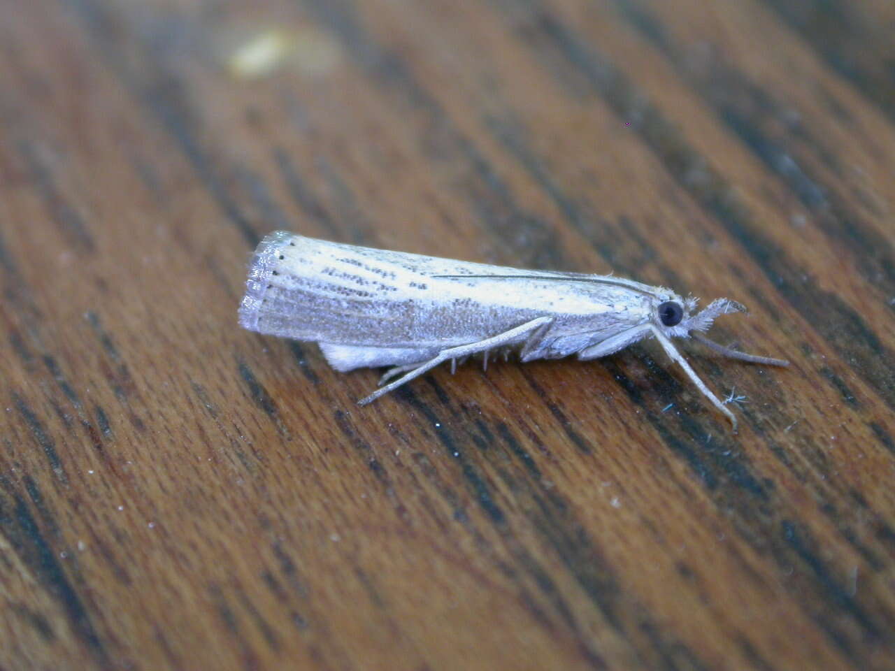 صورة Agriphila straminella