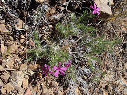 Image of Phlox caespitosa subsp. caespitosa