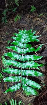 Image of Dryopteris scottii (Bedd.) Ching