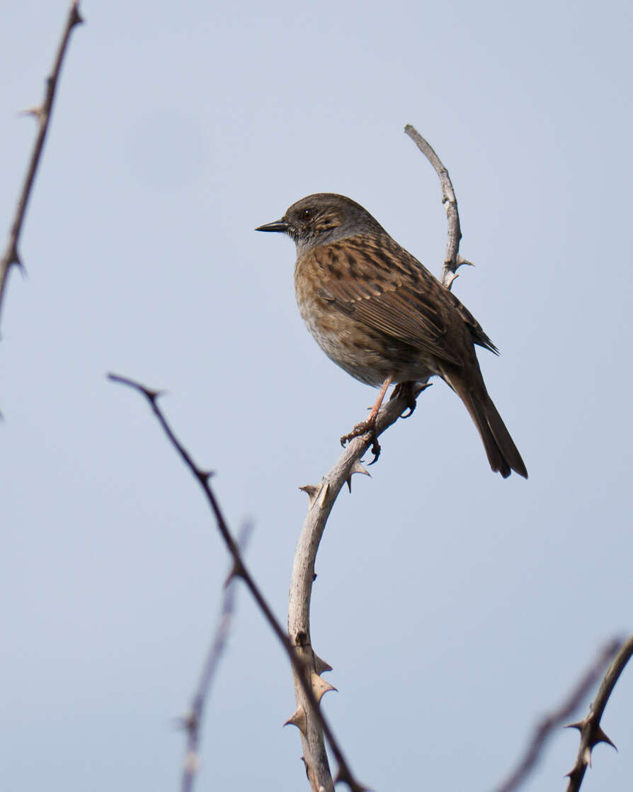 Image of Dunnock