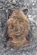 Image of whiskered bat, european whiskered bat