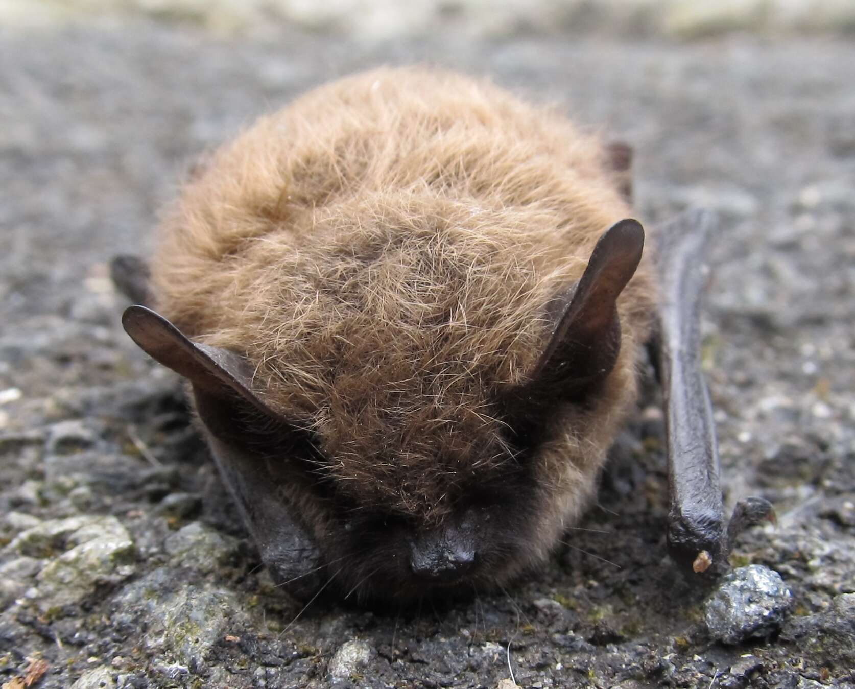 Image of whiskered bat, european whiskered bat