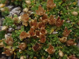 Image of Facchinia cherlerioides (Hoppe) Dillenb. & Kadereit