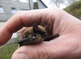 Image of whiskered bat, european whiskered bat