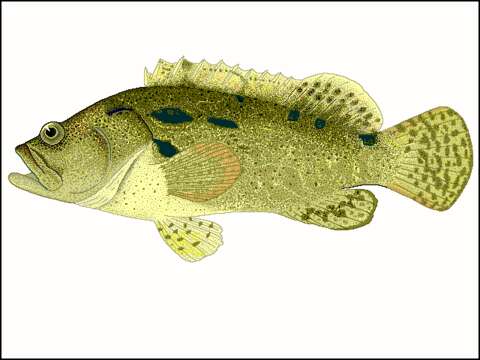 Epinephelus fuscoguttatus (Forsskål 1775) resmi