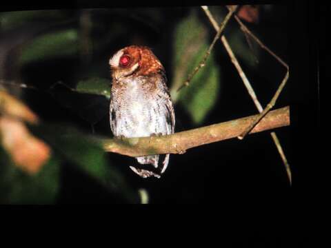 Image of Negros Scops Owl