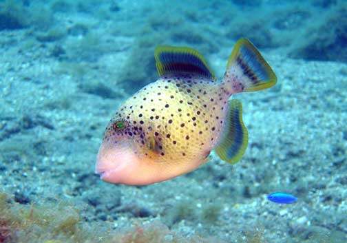 Image of Yellowmargin triggerfish