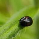 Image of Dung beetle