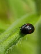 Image of Dung beetle