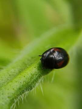 Image of Dung beetle