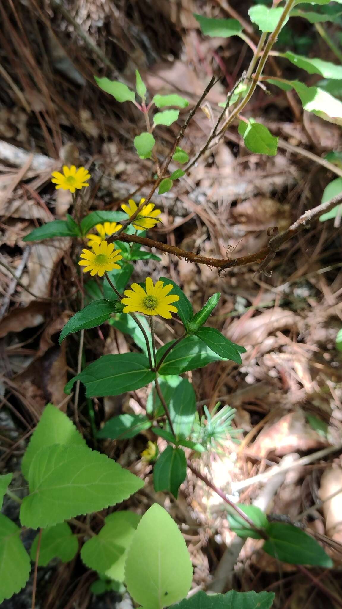 Image of Melampodium montanum Benth.