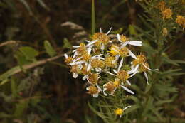 Image of Galatella biflora (L.) Nees