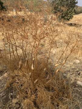 Image of Ferula orientalis L.