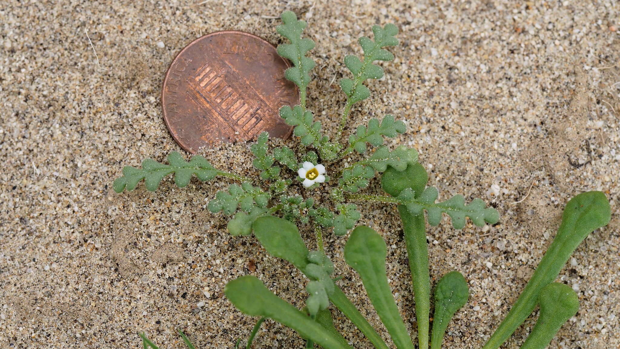 Image de Phacelia ivesiana Torr.