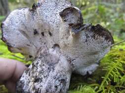 Image de Polypore blanc-et noir