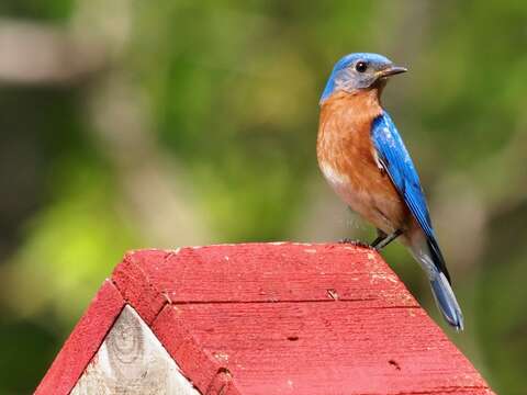 Image of Eastern Bluebird