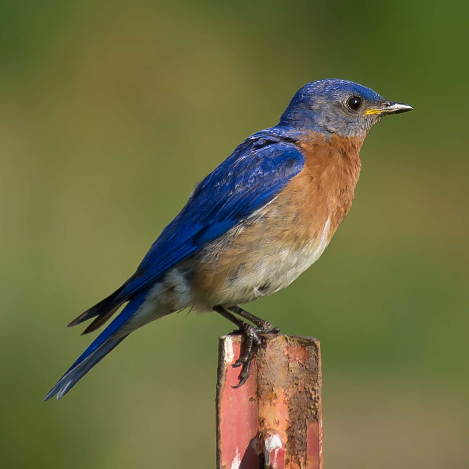 Image of Eastern Bluebird