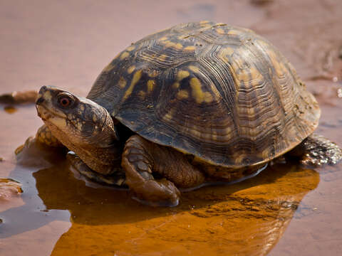 Image of American Box Turtle