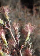 Image of Pteronia erythrochaeta DC.