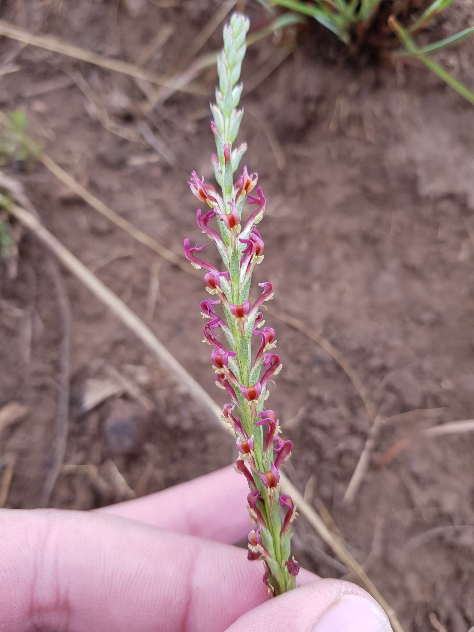 Sivun Hebenstretia comosa Hochst. kuva