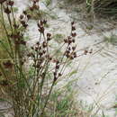 Image of Narrow-Panicle Rush