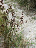 Image of Narrow-Panicle Rush