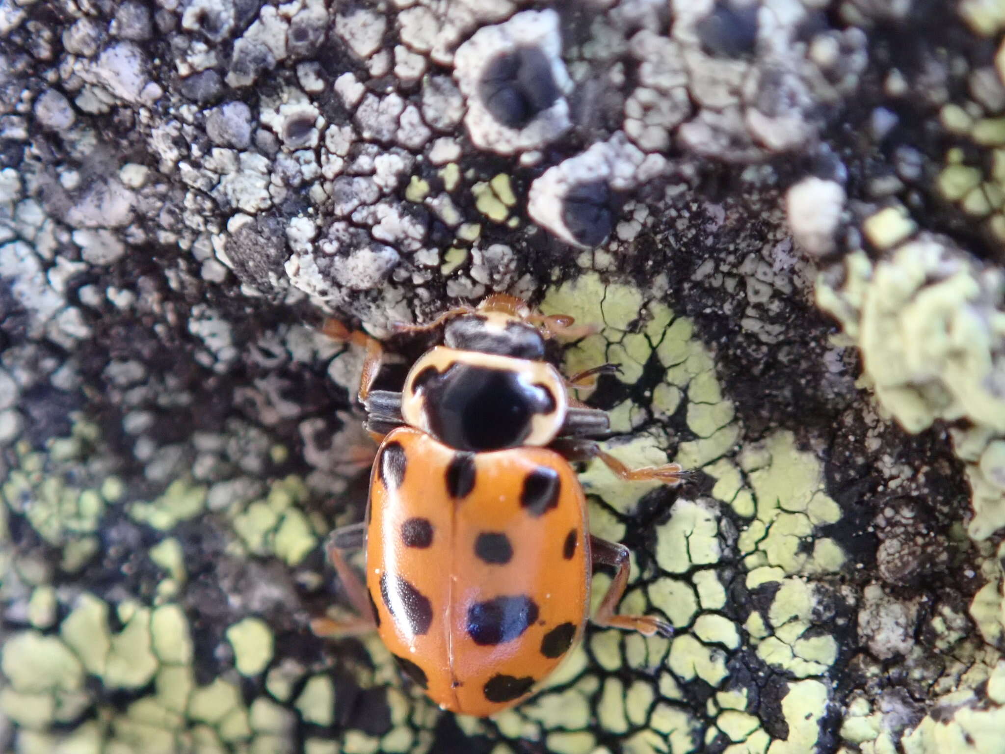 Image of 13-spot ladybird