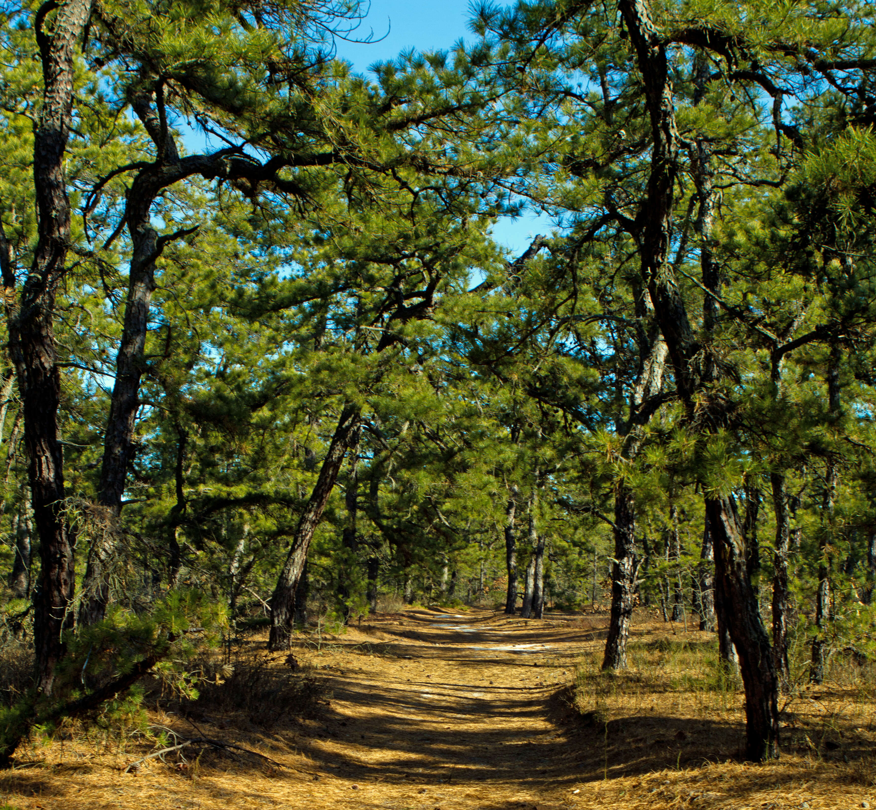 Image of pitch pine