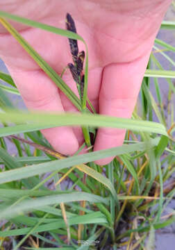 Image of water sedge