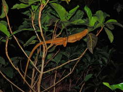 Image of Sailfin Lizard