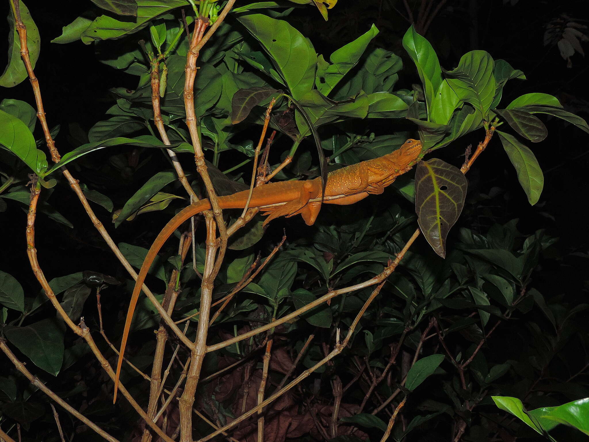 Image of Sailfin Lizard