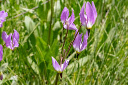 Plancia ëd Dodecatheon jeffreyanum subsp. jeffreyanum