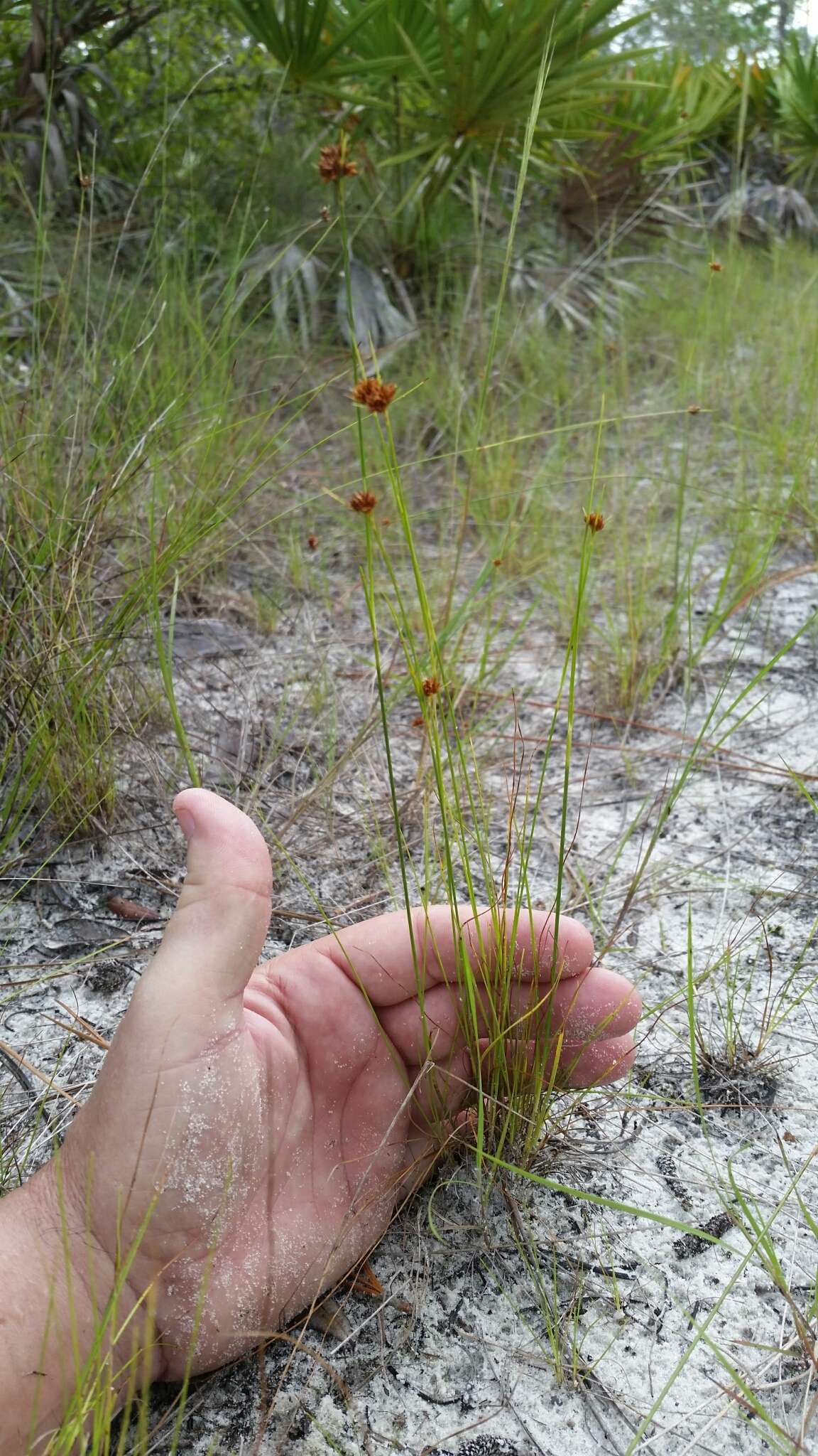 Rhynchospora fernaldii Gale resmi