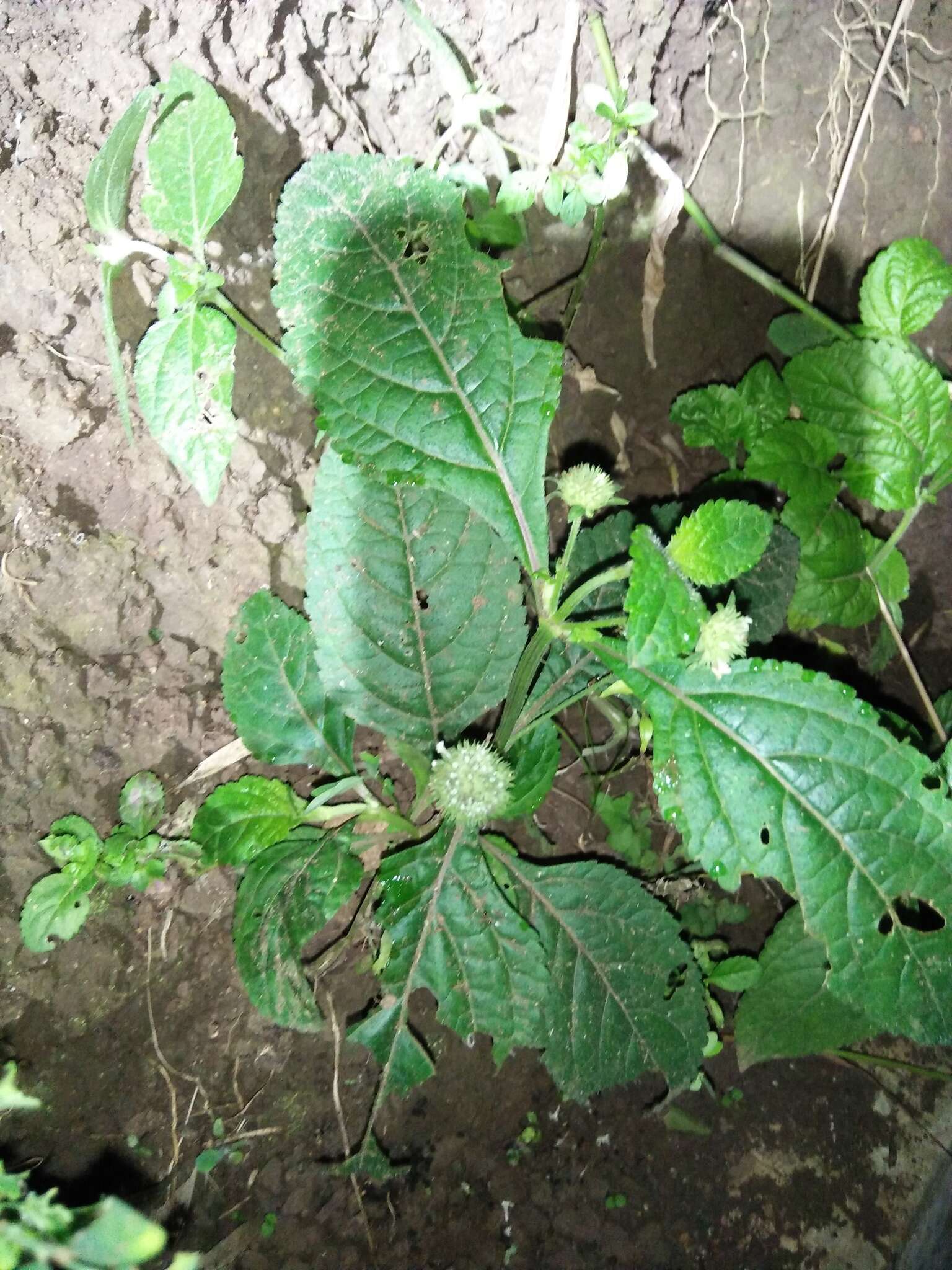 Image of false ironwort