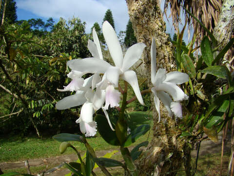 Imagem de Cattleya intermedia Graham ex Hook.