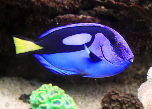 Image of Paracanthurus