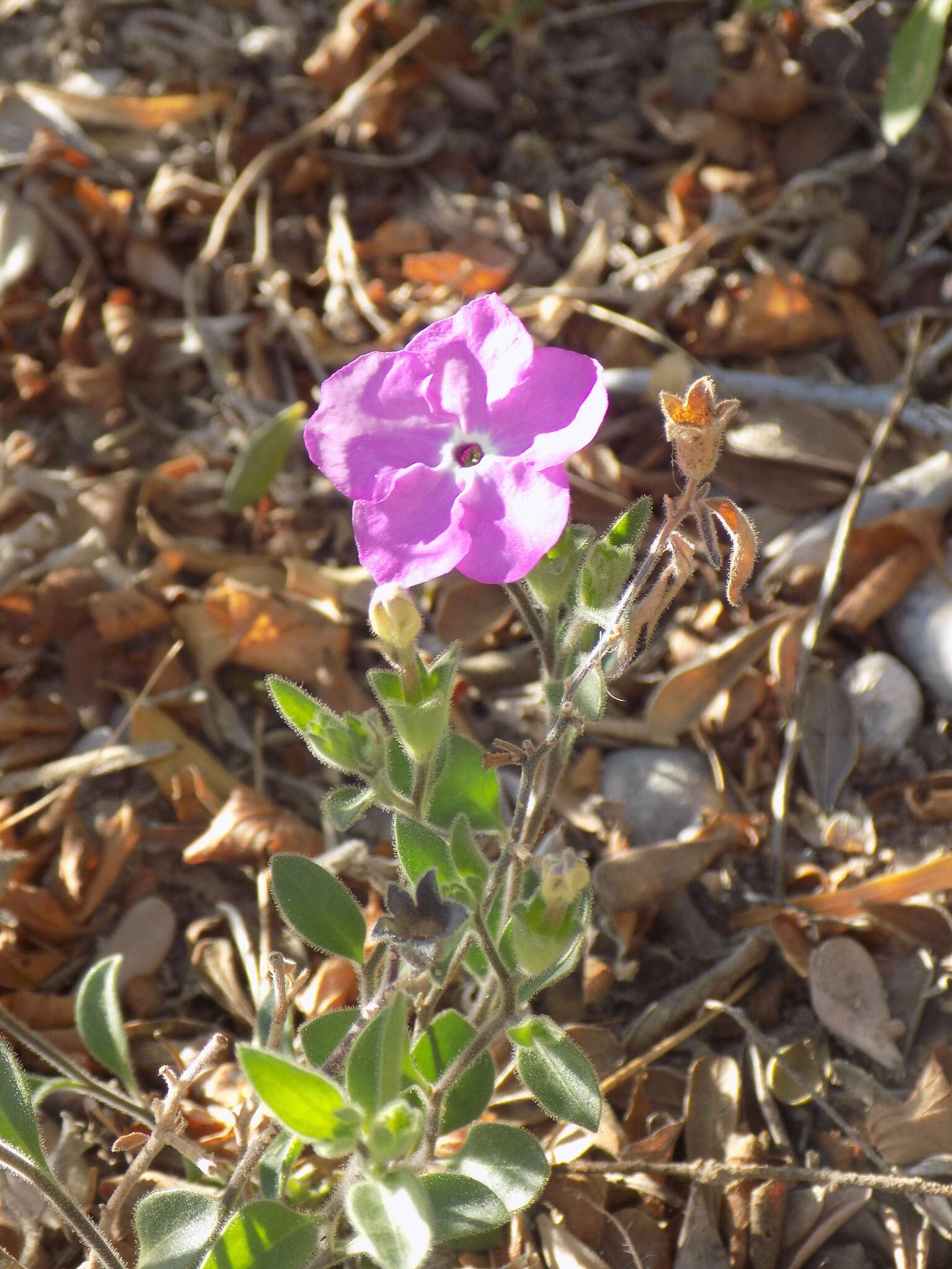 Image of Texas cupflower