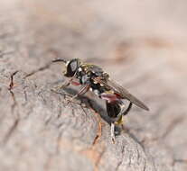 Image of Chalcosyrphus elongatus (Hardy 1921)