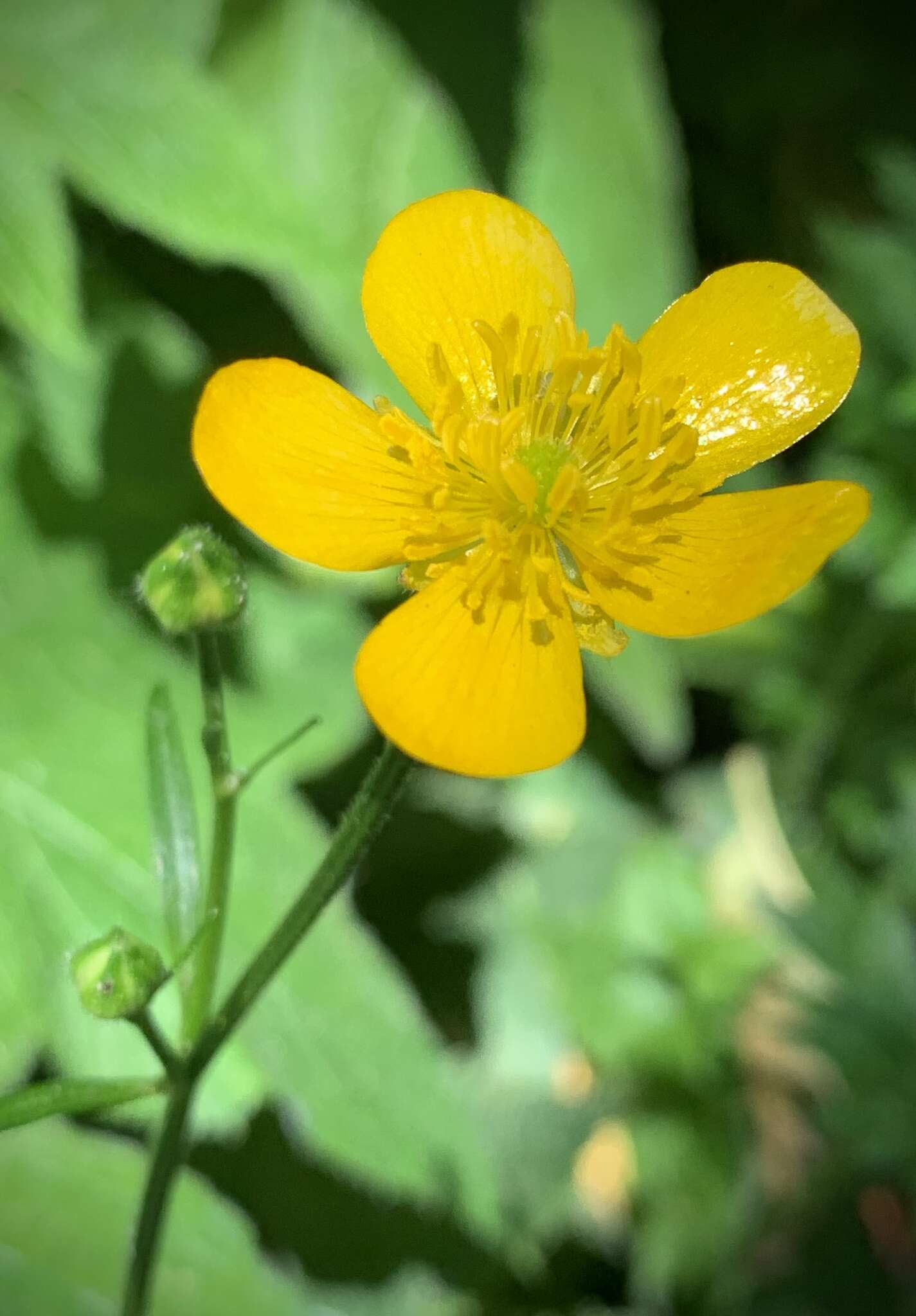 Image of straightbeak buttercup