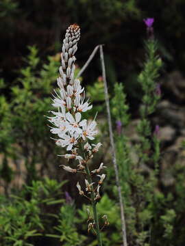 Image of White asphodel