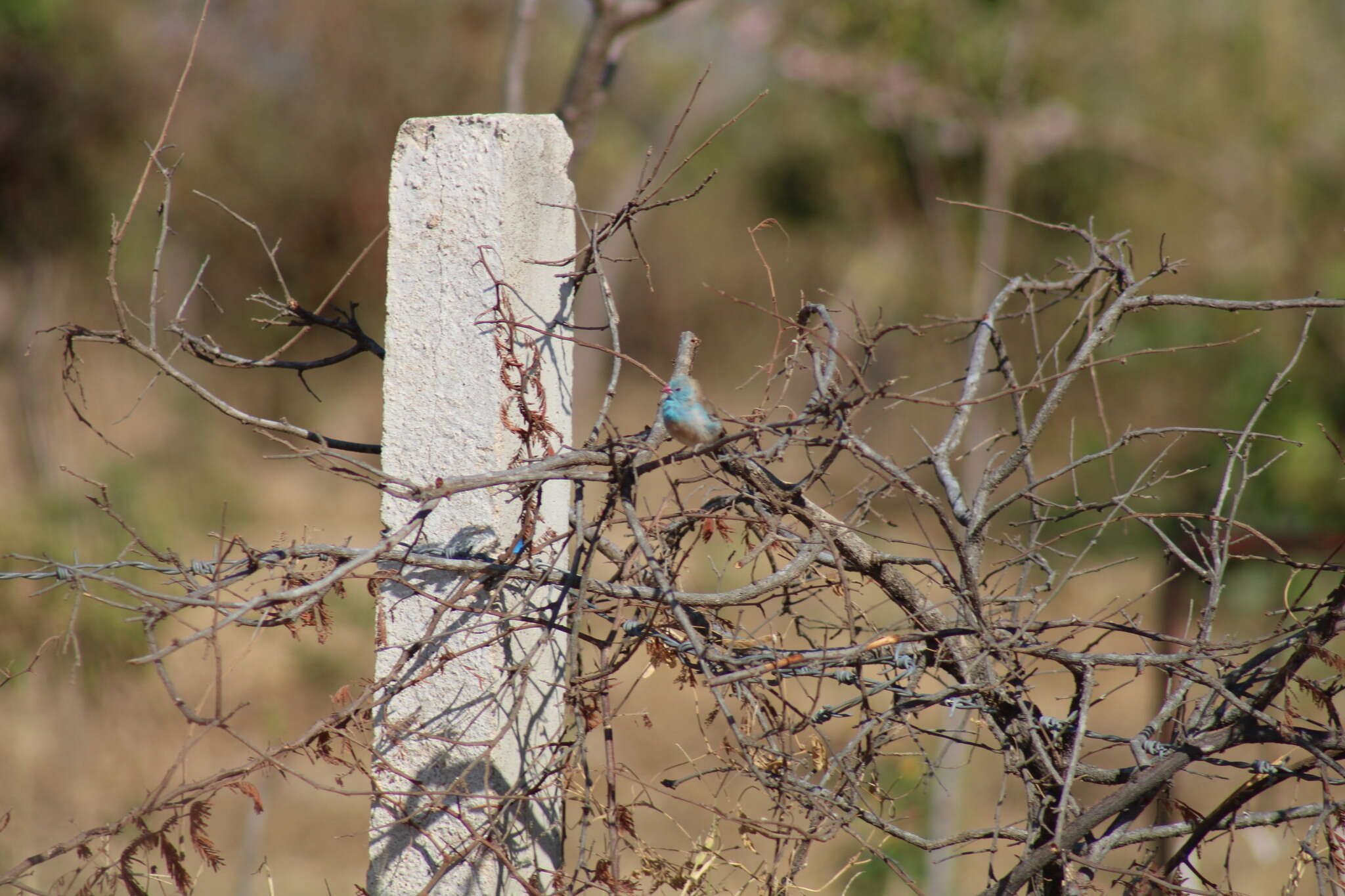 Image of Blue-capped Cordon-bleu