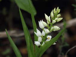 Image of Sword-leaved helleborine