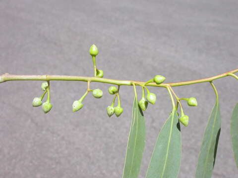 Image de Eucalyptus leucoxylon subsp. pruinosa (F. Müll. ex Miq.) D. J. Boland