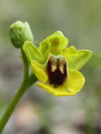 Image of Yellow Ophrys