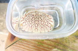 Image of ocellate box crab