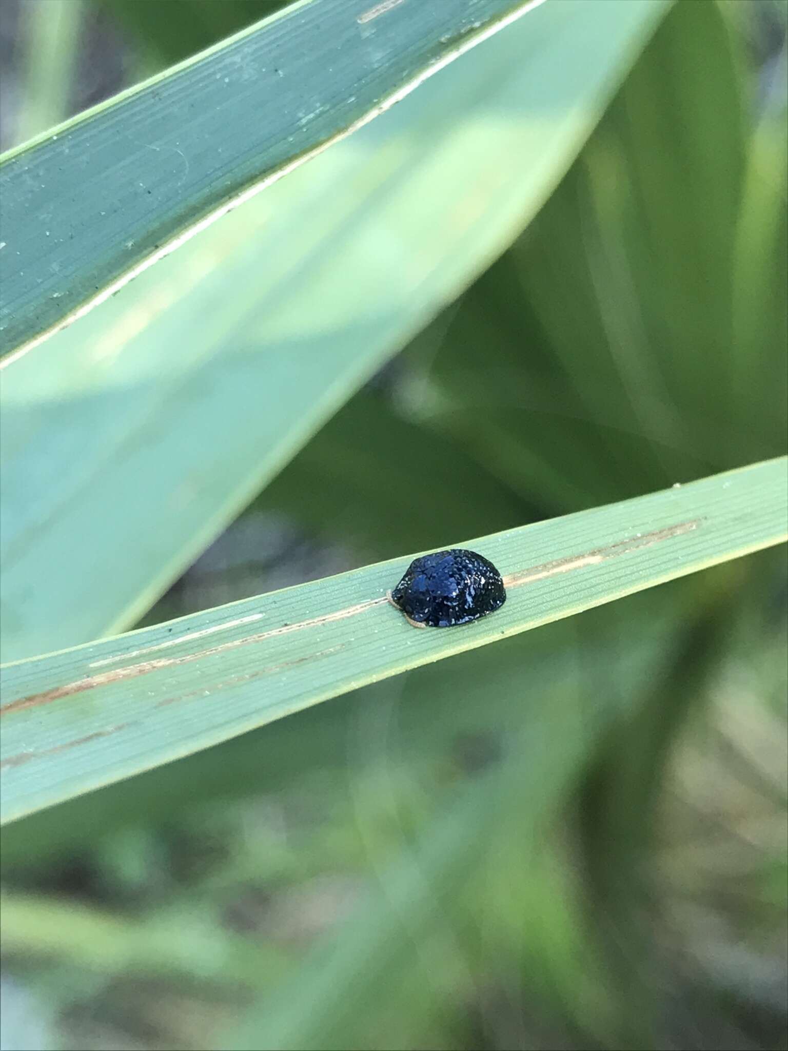 Image of Palmetto Tortoise Beetle